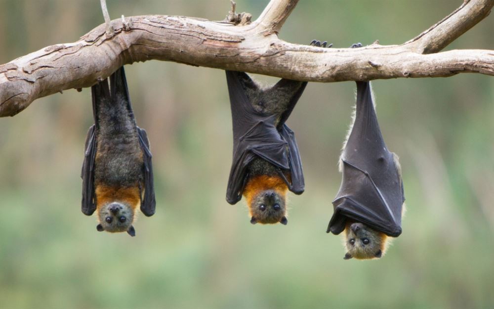 هل انتشر الوباء بسبب خطأ صيني في تجارب الخفافيش؟